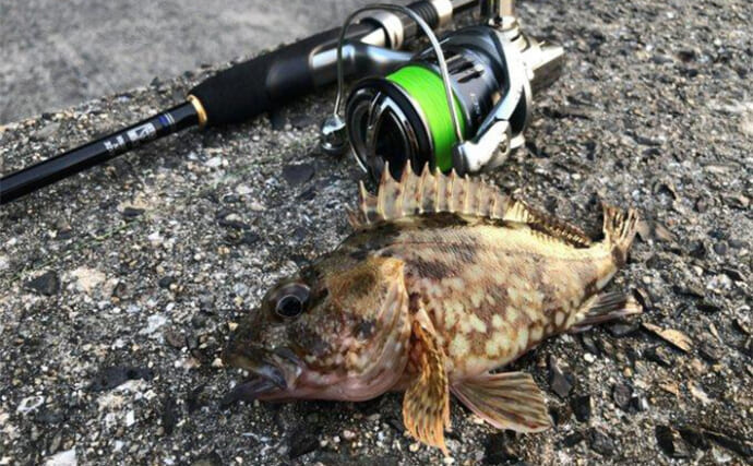 「夏に楽しい！」シャローのライトロックゲーム入門【場所・時間帯・釣り方・道具を解説】