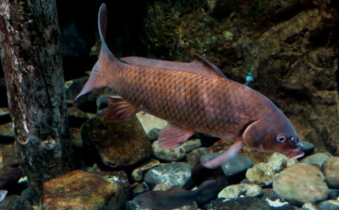 なぜ＜コイ＞の放流はよくないのか？　深刻な食害・病気・在来種の駆逐・他の魚の拡散