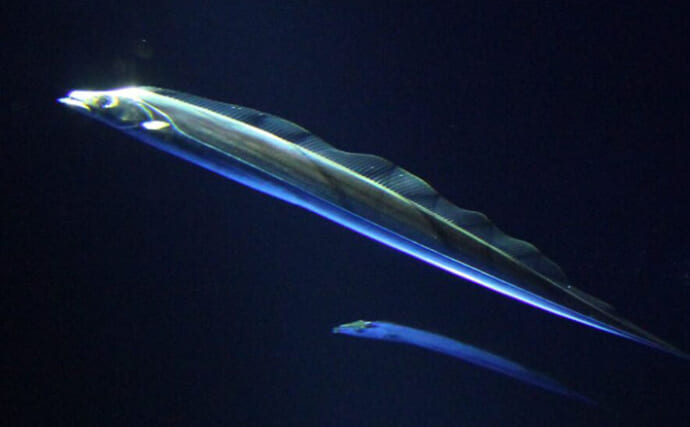 水族館では珍しい『タチウオ』の展示が実現した理由　4年間の挑戦で技術が向上