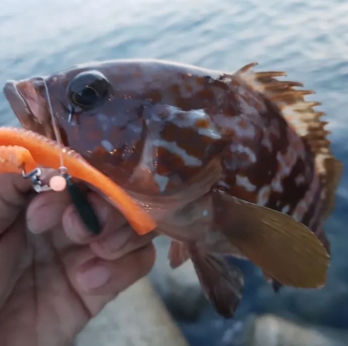 幻のシロアマダイ堅調＆筏釣りで良型クロダイ＆江戸前天ぷら船で舌鼓？【今週の全国厳選釣果】