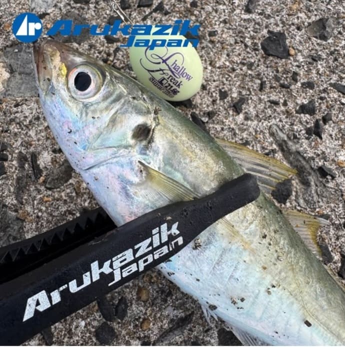 幻のシロアマダイ堅調＆筏釣りで良型クロダイ＆江戸前天ぷら船で舌鼓？【今週の全国厳選釣果】