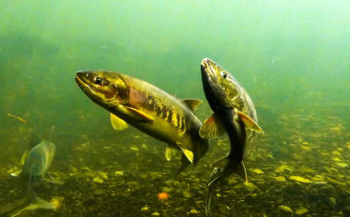 魚の名前が付けられた河川の不思議　理由はいっぱい獲れるから？