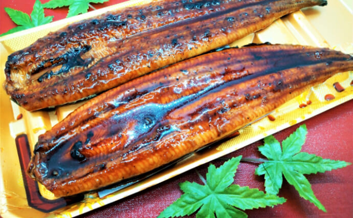 絶滅危惧種のウナギを「食べて守る」という考え方　土用丑の日は保全を意識する日にしよう