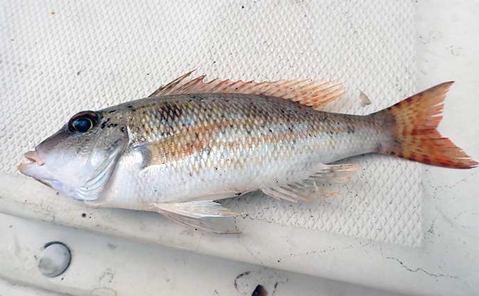 沼津エリアのボート釣りでアカハタにオオモンハタ【静岡】ひとつテンヤでキャッチ