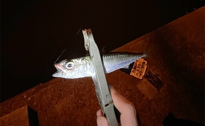 垂水漁港のライトゲームでサバ連発！【兵庫】アジ不発もカマス登場