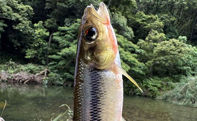 ＜五島列島流・超簡単川釣り＞のススメ　エサはどの家庭にもある食材でOK