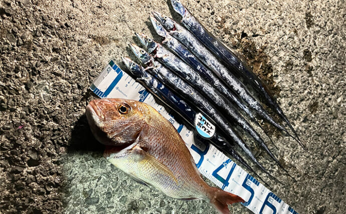 「大阪湾で陸っぱりタチウオ釣り開幕！」小型がメインも本命6本をキャッチ