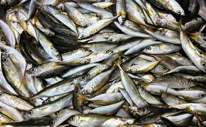 『大阪南港魚つり園』のサビキ釣りで【アジ入れ食い】を満喫！100匹超えの釣果に