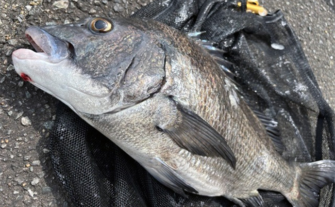 「都市河川のチニングに最適！」オリムピック『シルベラード』でキビレを攻略【福岡】