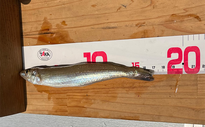 『三河湾釣り大会スピンオフ』で良型キス＆ハゼが続々【愛知】賞品はお米がメイン