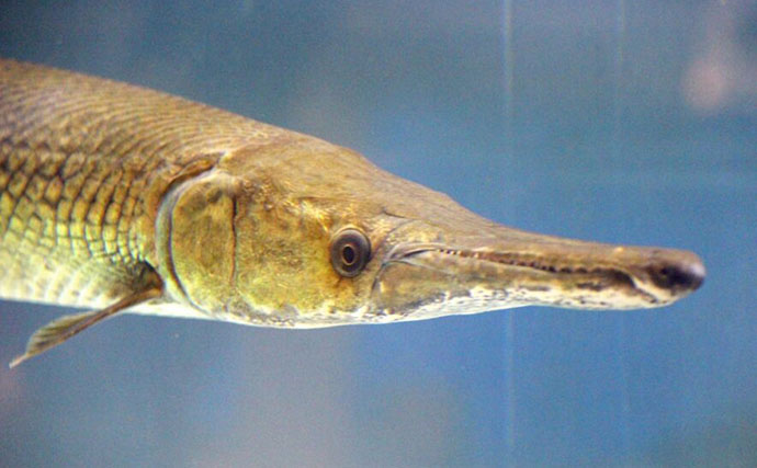 【世界の淡水巨大魚4選】 遥か太古から生きながらえてきた怪物たちに思いを馳せよう