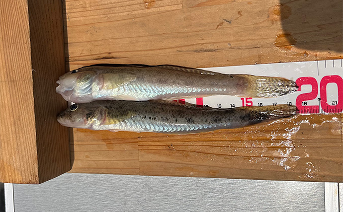 『三河湾釣り大会スピンオフ』で良型キス＆ハゼが続々【愛知】賞品はお米がメイン