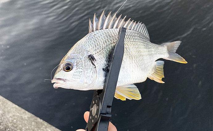 泉大津でのLT（ライトタックル）チニング釣行で小型のキビレをキャッチ【大阪】