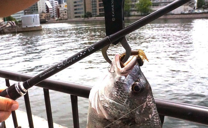 「都市河川のチニングに最適！」オリムピック『シルベラード』でキビレを攻略【福岡】