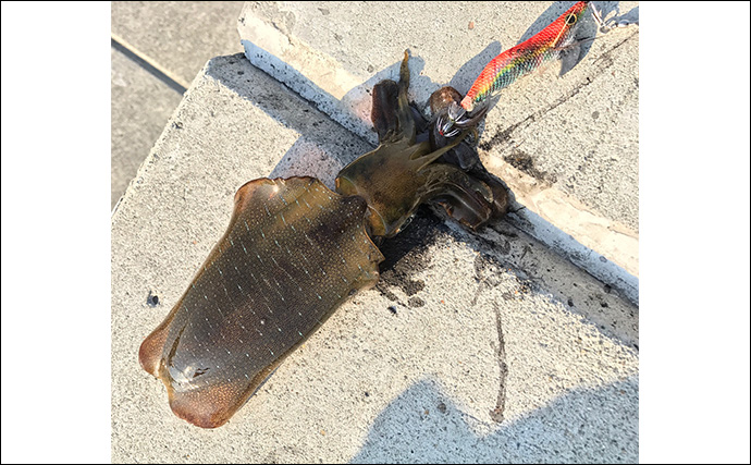 女性の陸っぱり釣りデビューに「エギング」と「エギタコ」釣りのススメ