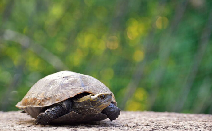 身近な水辺に棲息している『クサガメ』　よく似た他のカメとの見分け方は？