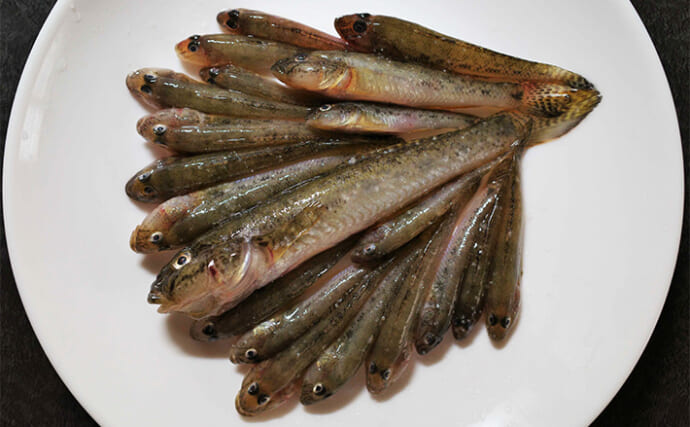 横十間川のハゼ釣りで20尾キャッチ！【東京】16cmヒネサイズもヒット