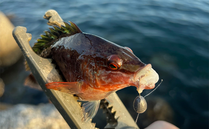「猛暑でも釣りをしたい！」短時間での穴釣りや雑魚釣りで夏の釣りを楽しもう