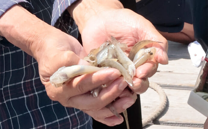 「家族で200尾超えも！」江戸川放水路のボートハゼ釣りが絶好調【千葉・林遊船＆大沢遊船所】