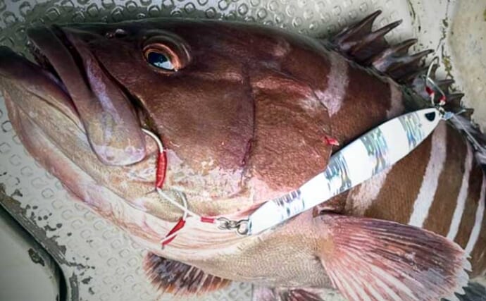 スロージギングで3.3kg良型マハタをキャッチ【石川・凪紗丸】好ゲストに大型キントキ