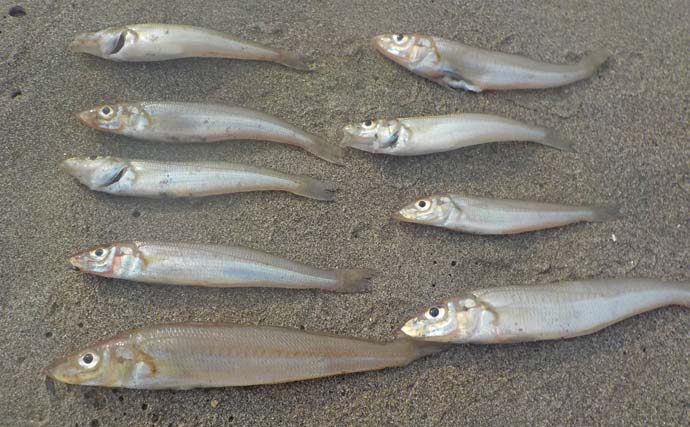 「アマモ狙いで本命釣れた！」久里浜海岸のサーフ投げキス釣りでシロギスをキャッチ【神奈川】