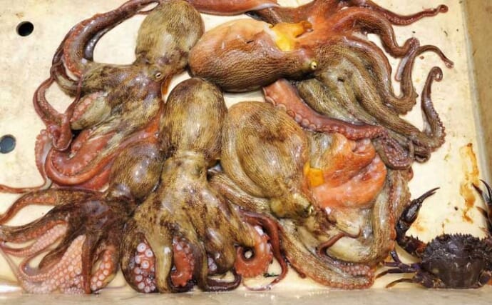 プレジャーボートのエギタコ釣りで5匹キャッチ【愛知・新舞子沖】1kg超えは姿見せず