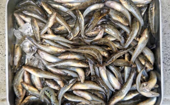 ふなばし三番瀬海浜公園のハゼ釣りで28尾をキャッチ【千葉】ゲストにキスもヒット