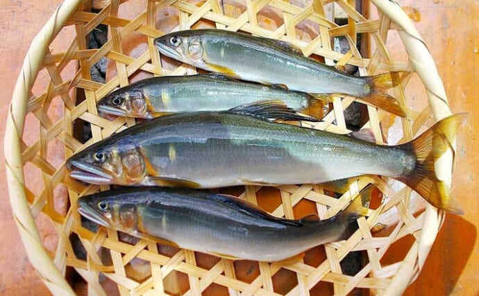 矢田川のルアー鮎釣りで20cm級良型含み4匹を好捕【兵庫】スーパーロングステイがキモ！