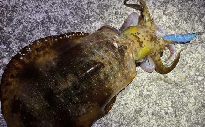 新製品エギ3種を使い分けて秋のエギングを攻略【熊本・牛深】状況ごとの釣り方を紹介