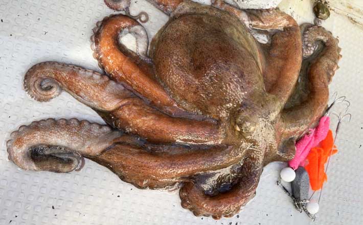 明石タコ釣りに！ERAN OCTOPUS WIDE 右巻き 明石タコ釣りに！ERAN OCTOPUS WIDE 右巻き 明石タコ釣りに！ERAN