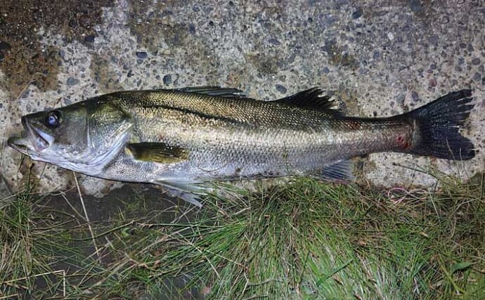 村田川で60cm級シーバスを3匹キャッチ！【千葉】流れを見逃さないことがポイント