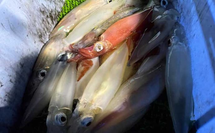 博多沖イカメタル釣行で小型中心も87杯と数釣り堪能【もんじゃ丸】ラーメン奢りもゲット？