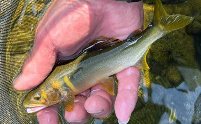 「盛夏のトモ釣り必勝法！」大内山川で群れアユを掛ける方法を伝授【三重】