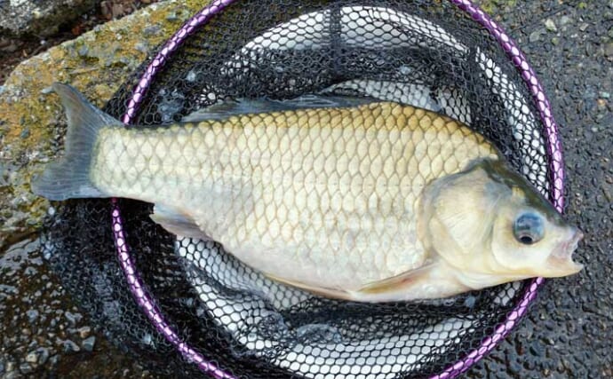 今週のヘラブナ推薦釣り場2025【静岡県・野守の池】