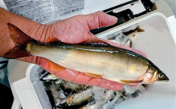 四万十川のトモ釣りで最大27.5cm頭に34尾を手中【高知】深場攻略で25cm超が連発