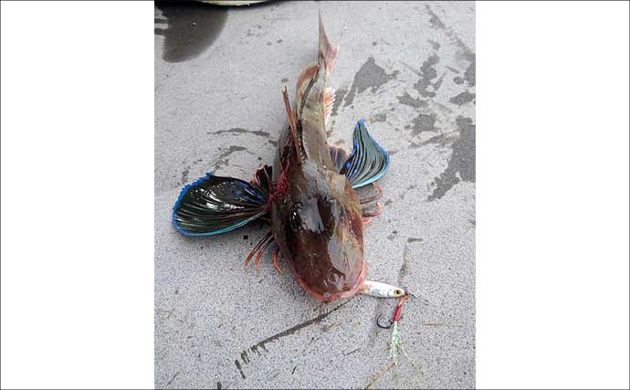 「周辺スポットが充実！」観光やグルメも楽しめる釣り場『小田原漁港（早川港）』を紹介【神奈川】