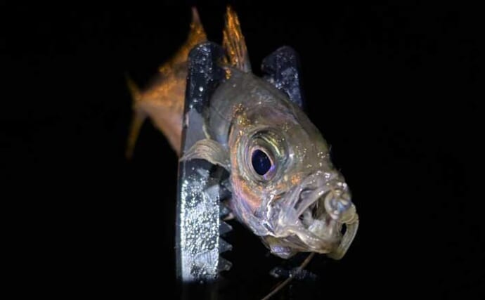 10cm未満の「豆々アジ」をアジングで釣る方法　ジグヘッドとワームの極小化が重要