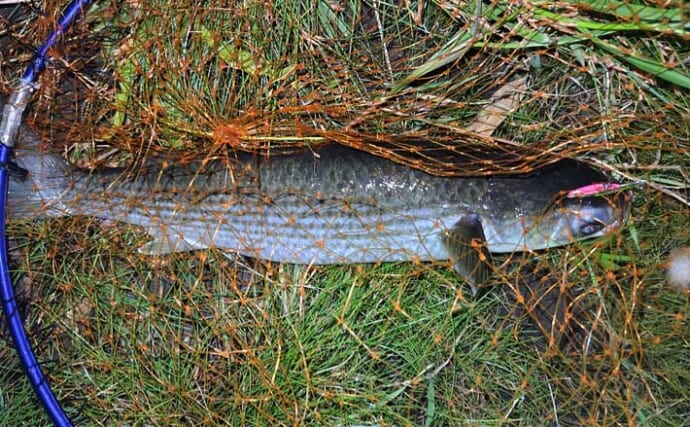 「大量のイナッコに大苦戦！」村田川シーバスゲームで良型含みボラ連発で意外と満足？【千葉】