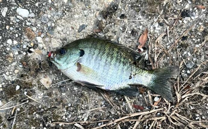 直リグ＋サビキの「よくばりリグ」で人生初ブルーギルをキャッチ！【愛知・豊田市水源公園】