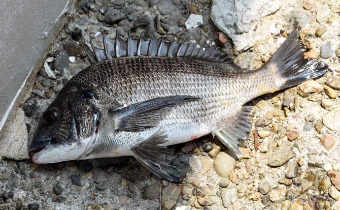 「クロダイ攻略！」紀州発祥「ウキダンゴ釣り」5ステップ完全ガイド