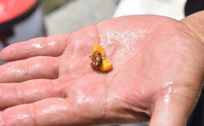 「クロダイ攻略！」紀州発祥「ウキダンゴ釣り」5ステップ完全ガイド