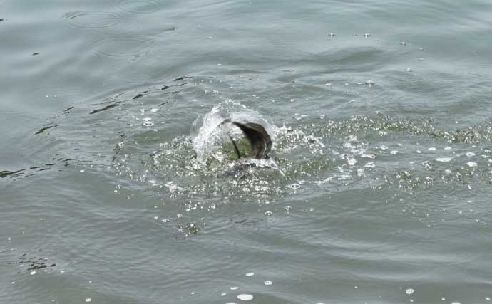 「クロダイ攻略！」紀州発祥「ウキダンゴ釣り」5ステップ完全ガイド