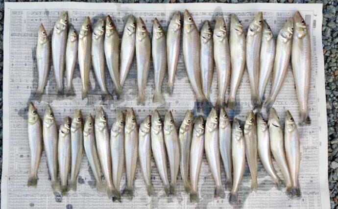 神前海岸の投げ釣りで20cm級含めシロギス38匹を手中【三重】思い切った移動が奏功