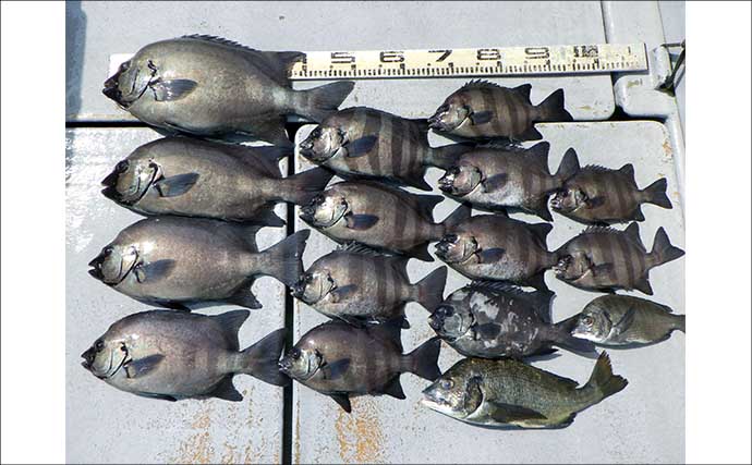 【沖釣り釣果速報】金洲五目からのアマダイリレー便！多彩な魚と赤白アマダイをゲット（愛知・静岡）