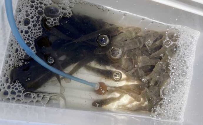 ハゼ釣りで入れ食い堪能！ 『大井埠頭中央海浜公園』でハゼ50匹キャッチ【東京】