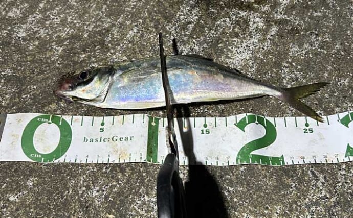 『新居海釣り公園』でのアジングで35cm頭に大型アジが続々顔出し！【浜名湖】