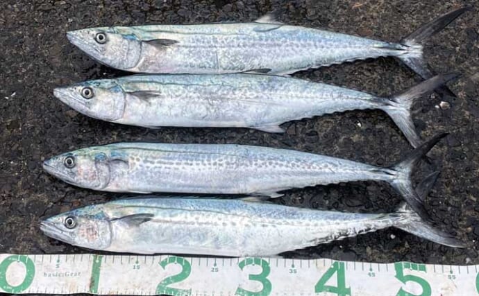 敦賀新港でのショアジギングでサゴシ3匹手中【福井】日中は底～中層を狙うべし！