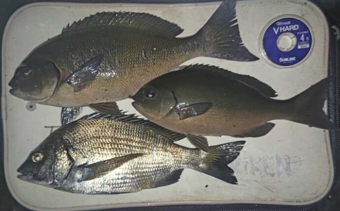 西川名港のウキフカセ釣りで本命のメジナ2尾とカイズを手中【千葉】小サバも連発