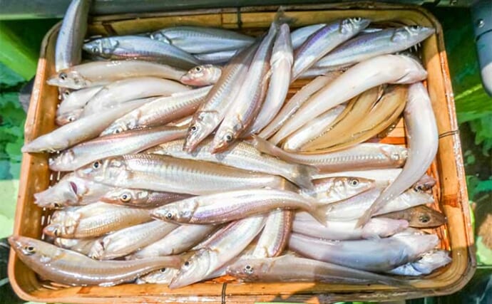 東京湾の船キス釣りで72尾を達成【千葉・吉野屋】フグに仕掛けを消耗しつつも入れ食い堪能