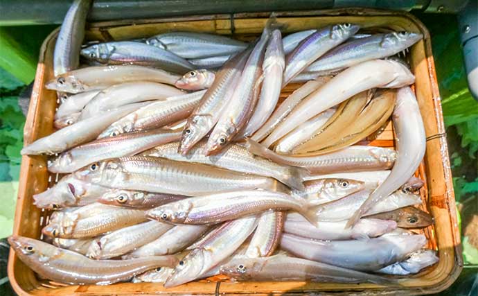 東京湾の船キス釣りで72尾を達成【千葉・吉野屋】フグに仕掛けを消耗しつつも入れ食い堪能